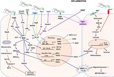 Genetic Alterations in Gastric Cancer Associated with Helicobacter pylori Infection